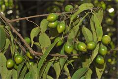 Rourea minor